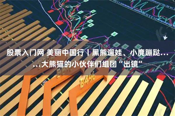 股票入门网 美丽中国行丨黑熊遛娃、小麂蹦跶……大熊猫的小伙伴们组团“出镜”